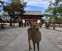 One Day in Nara